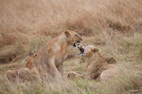 African Lion Lion