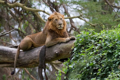 African Lion Lion