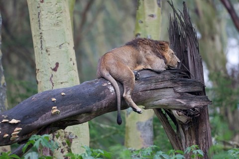 African Lion Lion