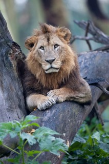 African Lion Lion
