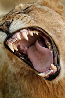 African Lion Lion