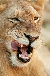 African Lioness Lion