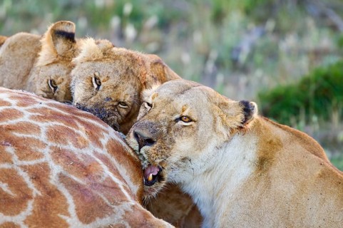 African Lion Lion