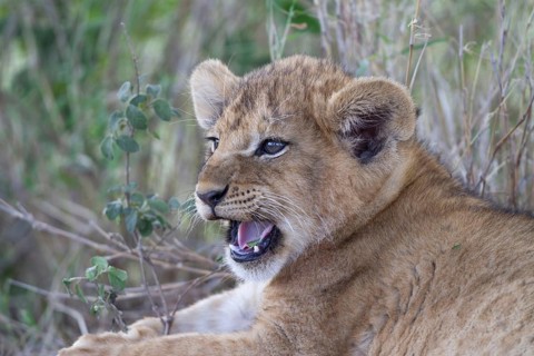 African Lion Lion