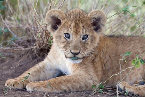 African Lion Lion