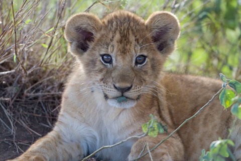 African Lion Lion