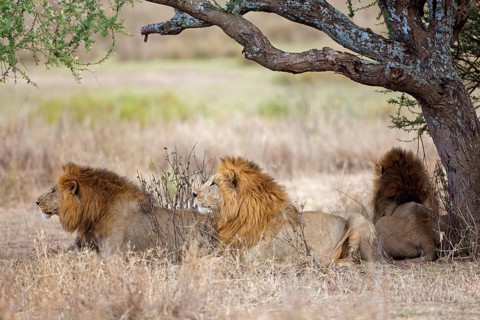 African Lion Lion