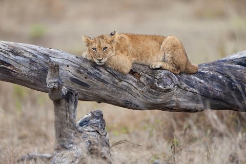 African Lion Lion