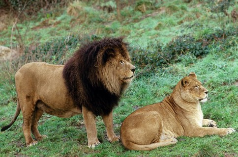 Barbary Lion