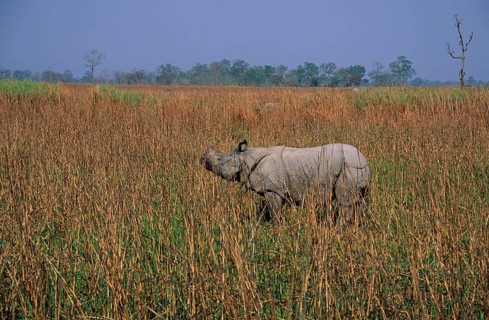 Armoured rhinoceros