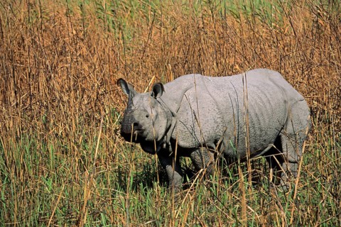 ungulates