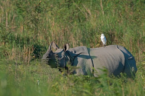 Indian rhinoceros
