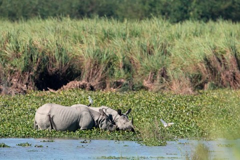 Indian rhinoceros