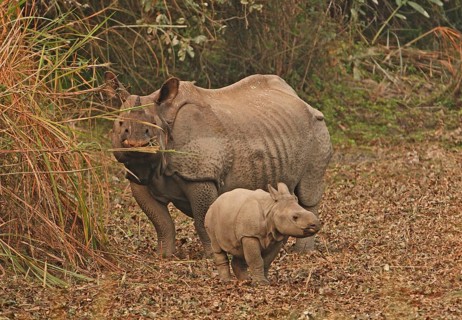 Indian Rhinoceros