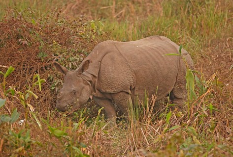 Indian Rhinoceros