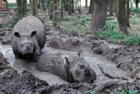 Sumatran rhinoceros
