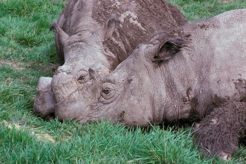 Sumatran Rhinoceros