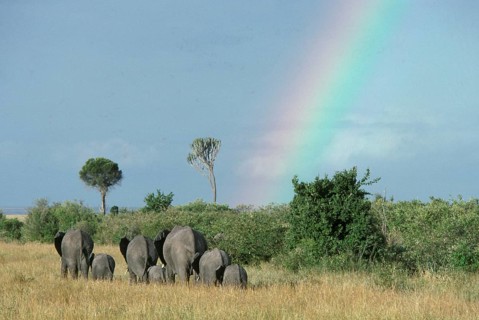 African elephant