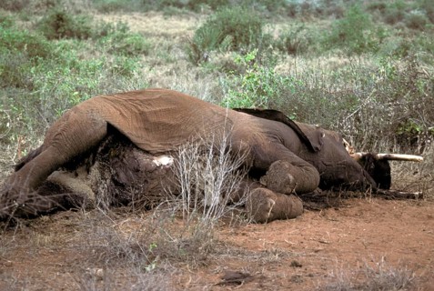 African elephant