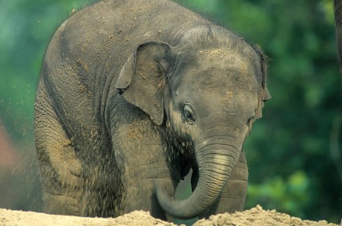 Asian elephant