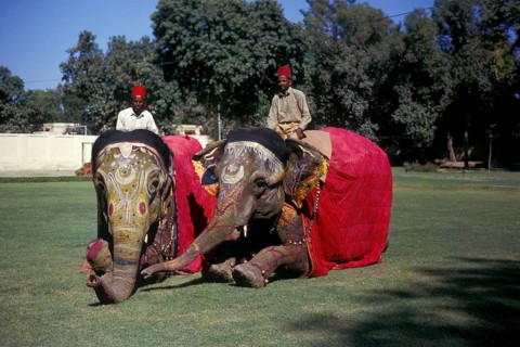 Asian elephant