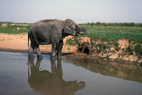 Asian elephant