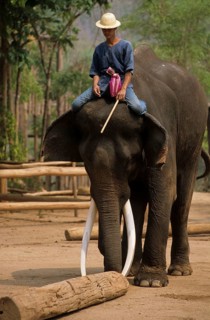 Asian Elephant