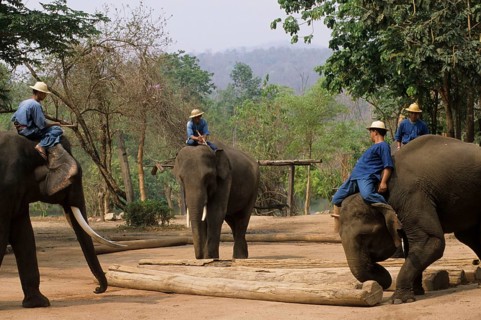 Asian Elephant