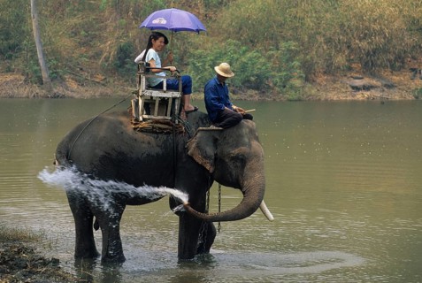 Asian elephant