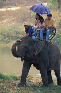 Asian elephant