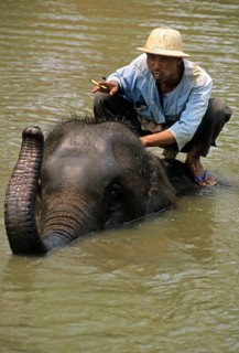 Asian Elephant