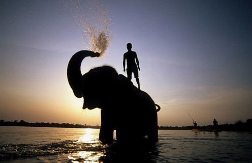 Asian Elephant