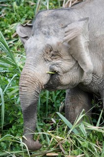 Bornean dwarf elephant