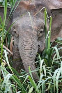 Bornean dwarf elephant