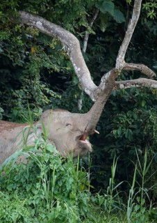 Bornean dwarf elephant