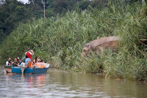 Bornean dwarf elephant