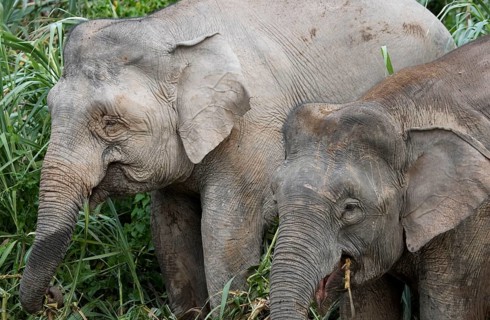 Bornean dwarf elephant