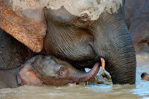 Bornean dwarf elephant