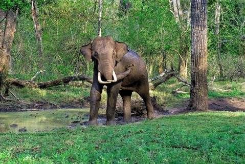 Asian elephant