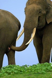 Asian elephant