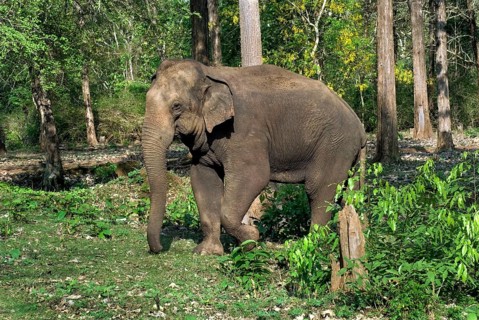 Asian elephant
