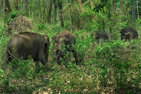 Asian elephant
