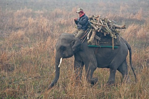 Asian Elephant