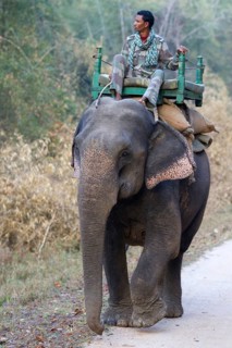 Asian elephant