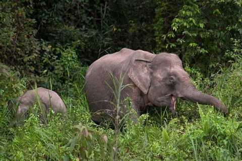 Bornean dwarf elephant