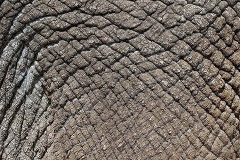 Asian elephant