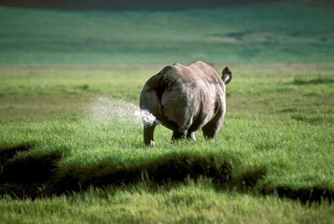 Black rhinoceroses