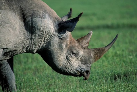 Black rhinoceros