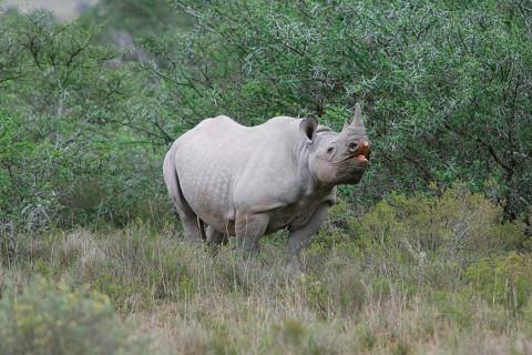 Black rhinoceroses