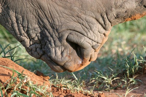 White rhinoceroses